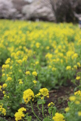 菜の花畑