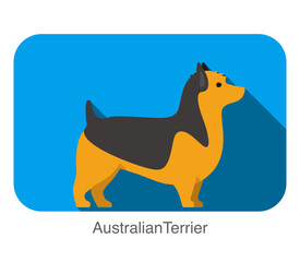 Australian terrier dog standing