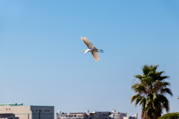 翼を広げて空を飛ぶシラサギ