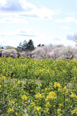桜と菜の花