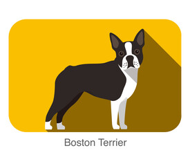Breed Boston terrier dog standing on the ground, side, face forward, dog cartoon image