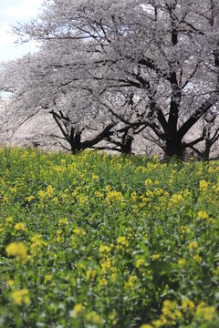 桜と菜の花