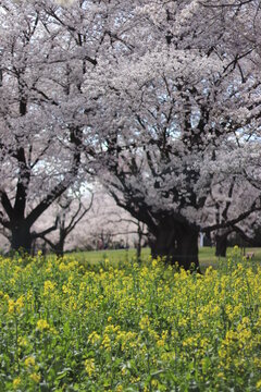 桜と菜の花