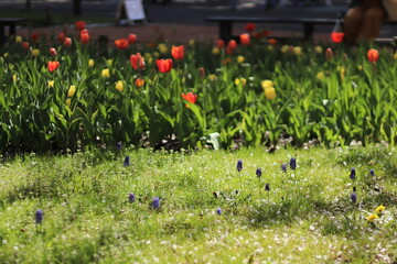 揺れるチューリップ