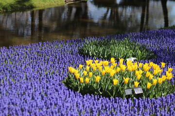 紫と黄色の組み合わせ