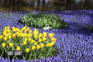 黄色のチューリップ