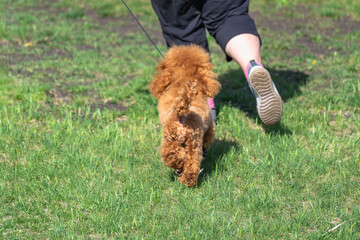 The dog runs after the woman.