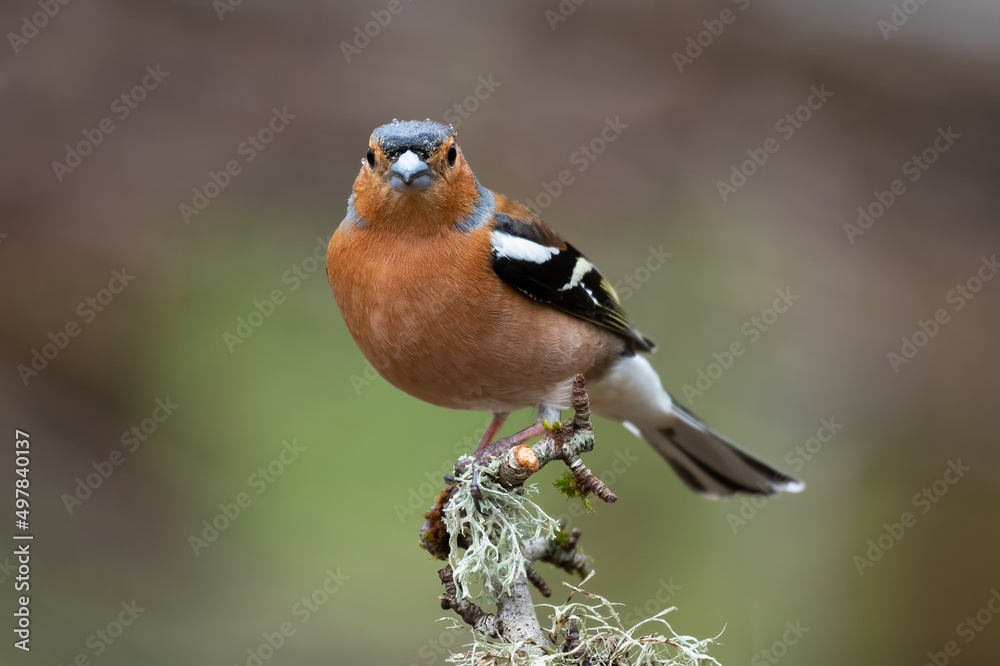 Poster a male chaffinch perched on the top of an old branch and facing forward looking at the camera