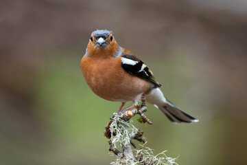 A male chaffinch perched on the top of an old branch and facing forward looking at the camera