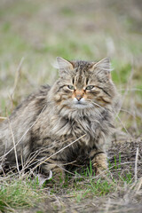 Naklejka na ściany i meble Stripy fluffy cat on hunting ,wild cat outdoors