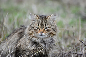 Naklejka na ściany i meble Stripy fluffy cat on hunting ,wild cat outdoors