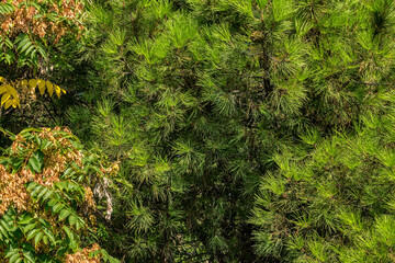 Coniferous tree branches