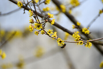 Yellow blossom of dogwood tree in spring , bee works with flowers collecting pollen