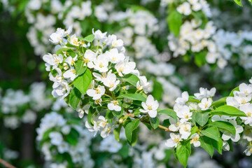 White Apple Flowers. Beautiful flowering apple trees. Background with blooming flowers in spring day. Blooming apple tree Malus domestica close-up. Apple Blossom.