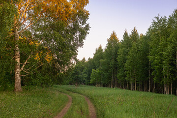 Fototapeta premium Evening road to the forest. Birch forest at sunset.