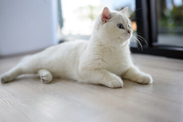 Handsome young cat sitting lying down and looking to the side, full body side view, silver British Shorthair cat, beautiful big blue eyes, white contest grade cat sitting comfortably on the floor.
