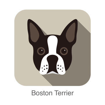 Boston terrier dog character, dog breed cartoon image series