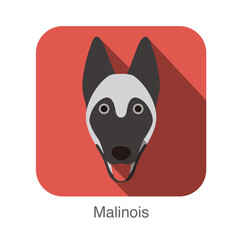 Malinois dog face flat icon, dog series