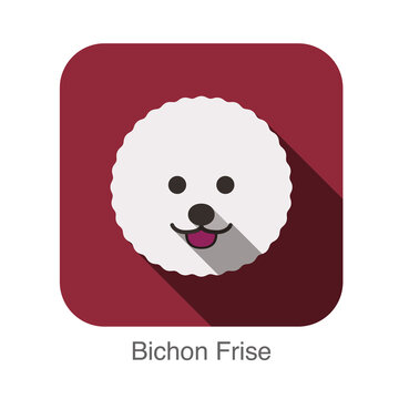 Bichon Frise dog face flat design