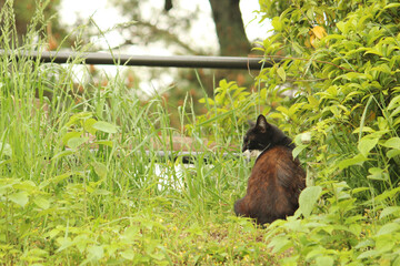 新緑の草むらと野良猫の写真