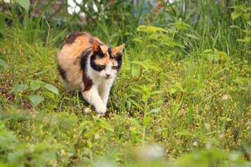 新緑の草むらと野良猫の写真