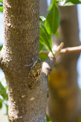 huge cicada sit on tree branch