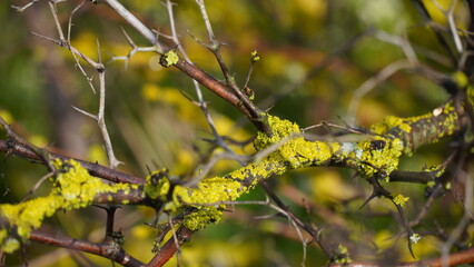 Bare branches of Ziziphus lotus a small deciduous tree with yellow moss on it .