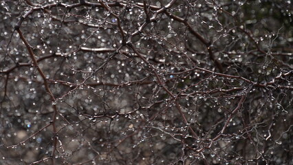 Morning dew on bare branches of Ziziphus lotus a small deciduous tree. Bokeh effect