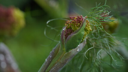 Close-up shot of Giant Fennel Ferula communis in Israel