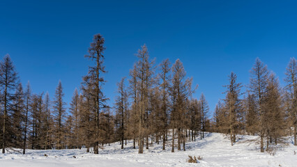 Obraz na płótnie Canvas Winter forest against a clear blue sky. The trail passes through a snow-covered plain between trees. Altai