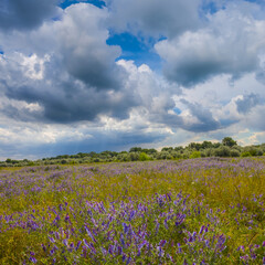 summer prairie with flowers under dense cloudy sky, summer outdoor natural scene