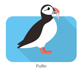 Iceland bird, flat cute puffin vector illustration
