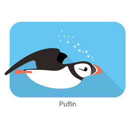 Iceland bird, flat cute puffin swimming vector illustration