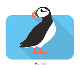Iceland bird, flat cute puffin vector illustration