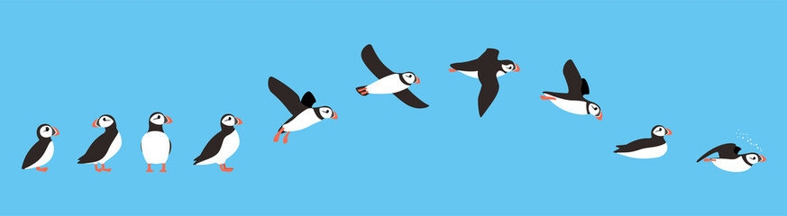 flying sequence of puffin, multiple exposure, vector - obrazy, fototapety, plakaty