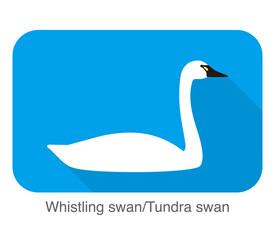 whistling swan, cartoon flat icon vector illustration