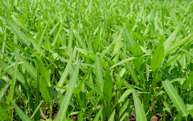 Organic (Chinese Convolvulus, Water Convolvulus, Kangkong, Morning Glory) plant