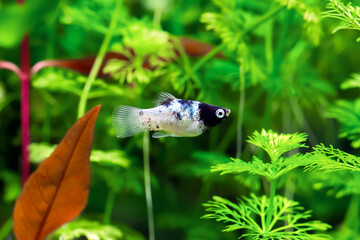  Panda Platy  - Xiphophorus maculatus