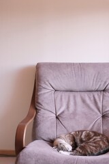 猫の寝るソファー コピースペース