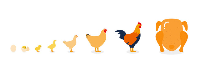 The life of a chicken, different ages of chicken, vector illustration
