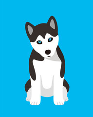 Husky dog is sitting waiting for the master's order