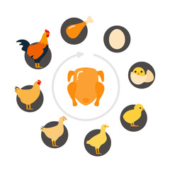 The life of a chicken, different ages of chicken, vector illustration