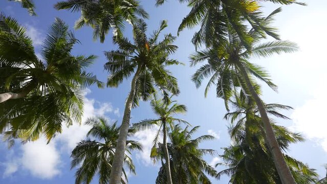Coconut palm trees bottom view. Green palm tree on blue sky background. View of palm trees against sky. Beach on the tropical island. Palm trees at sunlight. Shot on Gimbal high quality slow movement