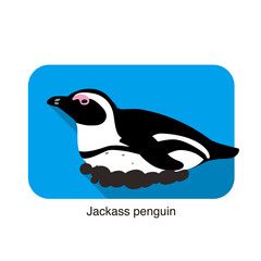 Jackass penguin hatching the eggs