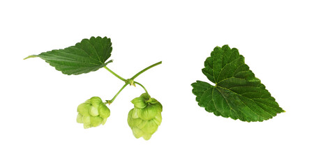 Set of green cones of hops and leaves isolated