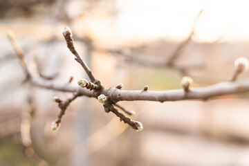 Young Spring green buds on the tree branches. Springtime seasonal macro close up