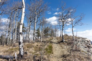 Hiking Trail in Stand of Aspen Trees.  Scenic Early Springtime Landscape in Alberta Foothills of Canadian Rocky Mountains