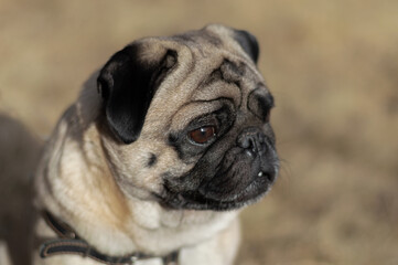 Obraz premium Portrait, small dog breed Pug
