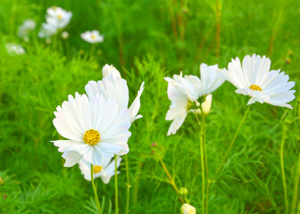 white dailsy flower blooming in garden park public B