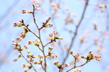 Fototapeta na wymiar 桜の蕾
